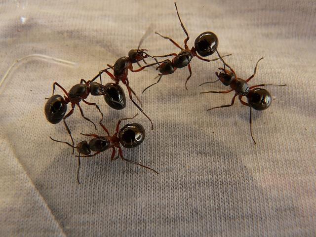 Kyselina mravenčí: Kde ji najdete a proč se vyvarovat?