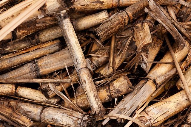 Jaký druh biomasu je nejúčinnější pro‍ vaše potřeby v Hradci Králové?