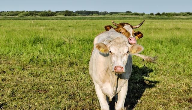 Jak začít ⁢s⁤ prací na bio farmě