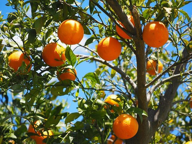 Citrusové plody jako zdroj vitamínu C a energie